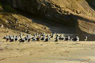 Seagulls resting on the sand at Devil beach in Ipanema in Rio de Janeiro