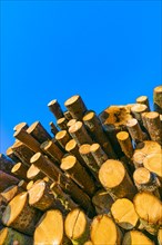 Stacked tree trunks against a blue sky