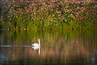 A swan swimming in a lake at golden hour. In the background blossoms of Himalayan Balsam