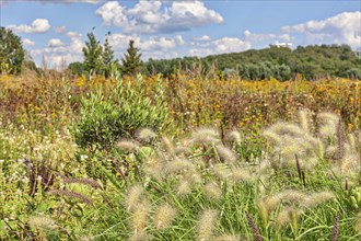 White lampbush grass