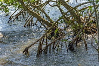 Roots and aquatic vegetation typical of common mangroves in Brazil's tropical ecosystem