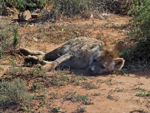 Sleeping spotted hyena