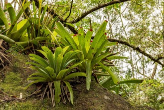 Bromeliads at tree trunk from Brazilian rainforest its natural habitat on Ilhabela Island in Sao Paulo