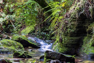 Small stream running through the mossy rocks inside the rainforest in the city of Carrancas in Minas Gerais