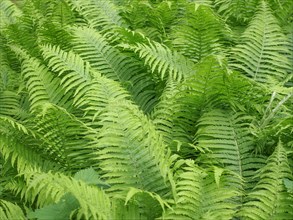 Ferns leaves texture