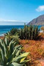Beautiful cactus in the bay of Las Playas on the island of El Hierro