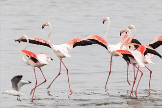 Flamingos