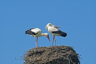 Storks on eyrie during courtship display