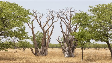 Dried out trees