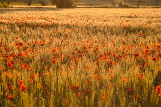 Field with poppy flowers