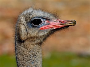 Close-up of common ostrich