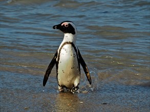 A spectacled penguin