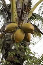 Ripe fruit of the coconut palm