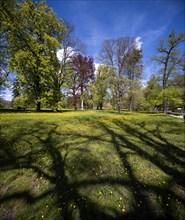 Shade of trees in a meadow in the spa gardens of Bad Homburg vor der Hoehe