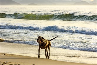 Dog running and playing on the edge of Ipanema beach in Rio de Janeiro on a summer morning