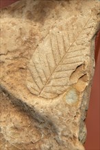 Leaf print fossilised in clay