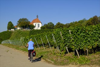 Bicyclists in the vineyard with Vogelsburg Castle with Church of the Protection of the Virgin Mary