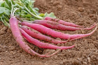 Close-up of radishes planted in an organic vegetable garden