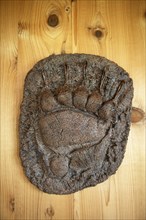 Plaster cast of a bear paw