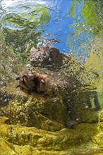 Dog's paw grabs air bubbles underwater
