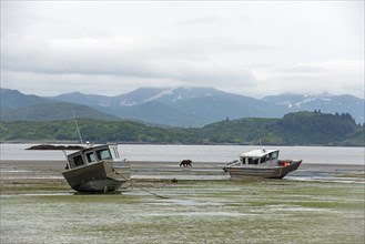 Grizzly bear walks past the boats of Katmai Wilderness Lodge at low tide