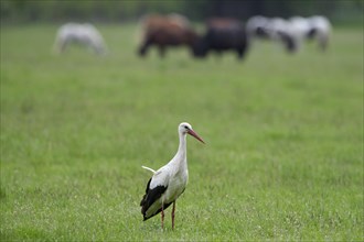 White stork