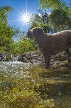 Mountain stream in the Limestone Alps National Park with pet dog Lagotto Romagnolo