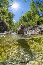 Underwater photo of a mountain stream in the Limestone Alps National Park with domestic dog Lagotto Romagnolo