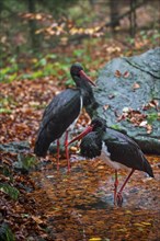 Two black storks