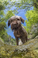 Domestic dog Lagotto Romagnolo playing in the mountain stream of the Kalkalpen National Park