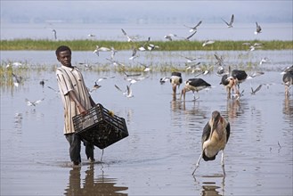 Boy washing caught fishes among marabou storks in Lake Hawassa for local fish market in the city Awasa