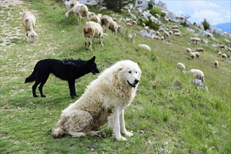 Flock of sheep and sheepdogs on Campo Imperatore