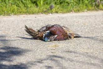 A dead pheasant lies on the roadway