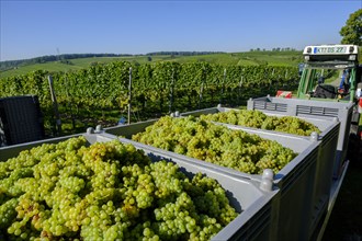 Grape grape harvest at the Vogelsburg near Escherndorf