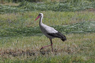 White stork