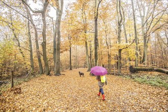 A woman with an umbrella walks with dogs through the Grunewald in Berlin