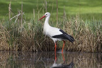 White stork