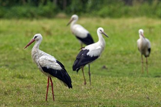 White Stork