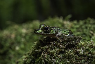 A frog of the genus Spinomantis taveratra9 in Marojejy National Park in north-eastern Madagascar