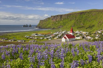 Vik church at the village Vik i Myrdal and lupines in flower in summer
