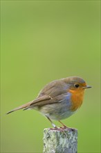 Ringed European robin
