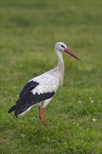 White Stork