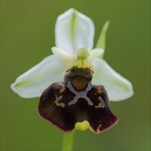 Late spider-orchid