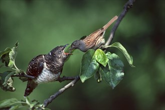 European common cuckoo