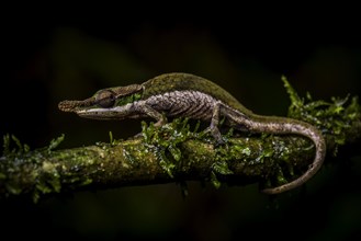 A male bicoloured chameleon