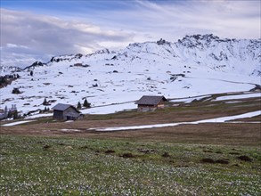 Crocus meadow in front of alpine hut