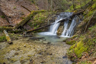 Forest stream with waterfall in the UNESCO World Heritage Beech Forest in the Limestone Alps National Park