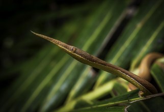 Male madagascar leaf-nosed snake