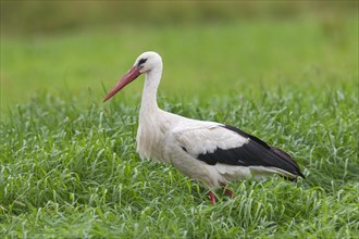 White stork