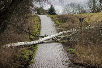 A fallen tree lies across a path. Berlin